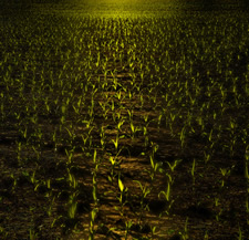 Lepshire, Horizon Fields XVI